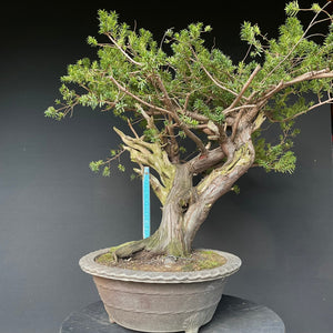 Japanische Eibe / Taxus cuspidata-Rohmaterial-Yamadori-Bonsai Gilde