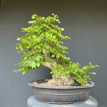 Lade das Bild in den Galerie-Viewer, Orientalische Hainbuche / Carpinus orientalis
