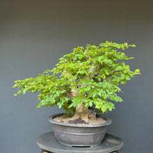 Lade das Bild in den Galerie-Viewer, Orientalische Hainbuche / Carpinus orientalis
