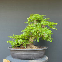 Lade das Bild in den Galerie-Viewer, Orientalische Hainbuche / Carpinus orientalis
