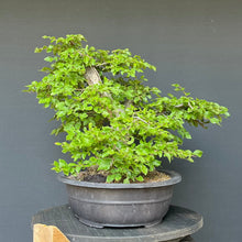 Lade das Bild in den Galerie-Viewer, Orientalische Hainbuche / Carpinus orientalis
