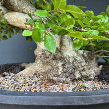 Lade das Bild in den Galerie-Viewer, Orientalische Hainbuche / Carpinus orientalis
