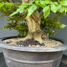 Lade das Bild in den Galerie-Viewer, Orientalische Hainbuche / Carpinus orientalis
