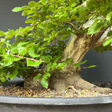 Lade das Bild in den Galerie-Viewer, Orientalische Hainbuche / Carpinus orientalis
