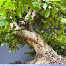 Lade das Bild in den Galerie-Viewer, Orientalische Hainbuche / Carpinus orientalis
