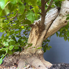 Lade das Bild in den Galerie-Viewer, Orientalische Hainbuche / Carpinus orientalis
