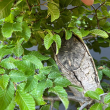 Lade das Bild in den Galerie-Viewer, Orientalische Hainbuche / Carpinus orientalis

