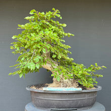 Lade das Bild in den Galerie-Viewer, Orientalische Hainbuche / Carpinus orientalis
