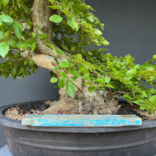 Lade das Bild in den Galerie-Viewer, Orientalische Hainbuche / Carpinus orientalis
