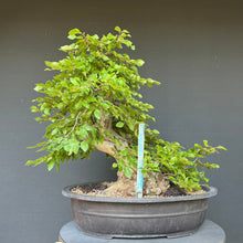 Lade das Bild in den Galerie-Viewer, Orientalische Hainbuche / Carpinus orientalis

