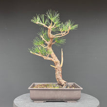 Lade das Bild in den Galerie-Viewer, Japanische Schwarzkiefer / Pinus thunbergii
