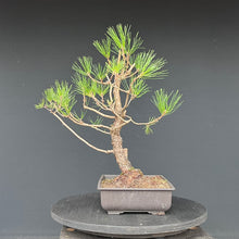 Lade das Bild in den Galerie-Viewer, Japanische Schwarzkiefer / Pinus thunbergii
