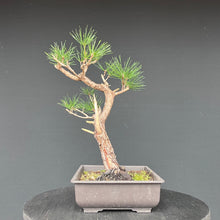 Lade das Bild in den Galerie-Viewer, Japanische Schwarzkiefer / Pinus thunbergii
