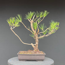 Lade das Bild in den Galerie-Viewer, Japanische Schwarzkiefer / Pinus thunbergii

