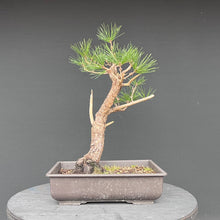 Lade das Bild in den Galerie-Viewer, Japanische Schwarzkiefer / Pinus thunbergii
