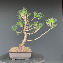 Lade das Bild in den Galerie-Viewer, Japanische Schwarzkiefer / Pinus thunbergii
