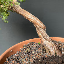 Lade das Bild in den Galerie-Viewer, Potentilla / Fingerstrauch
