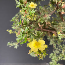 Lade das Bild in den Galerie-Viewer, Potentilla / Fingerstrauch
