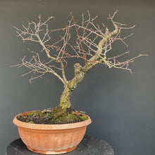 Lade das Bild in den Galerie-Viewer, Prunus lusitanica angustifolia / Portugiesischer Kirschlorbeer

