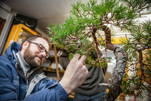 Onlineshop der Bonsai Gilde - Bonsai, Yamadori, Bonsaischalen und mehr