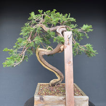 Lade das Bild in den Galerie-Viewer, Sabina Wacholder / Juniperus sabina
