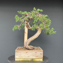 Lade das Bild in den Galerie-Viewer, Sabina Wacholder / Juniperus sabina
