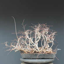 Lade das Bild in den Galerie-Viewer, Orientalische Hainbuche / Carpinus orientalis
