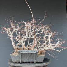 Lade das Bild in den Galerie-Viewer, Orientalische Hainbuche / Carpinus orientalis
