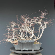 Lade das Bild in den Galerie-Viewer, Orientalische Hainbuche / Carpinus orientalis
