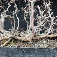 Lade das Bild in den Galerie-Viewer, Orientalische Hainbuche / Carpinus orientalis
