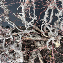 Lade das Bild in den Galerie-Viewer, Orientalische Hainbuche / Carpinus orientalis
