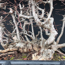 Lade das Bild in den Galerie-Viewer, Orientalische Hainbuche / Carpinus orientalis
