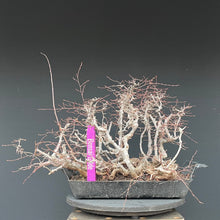 Lade das Bild in den Galerie-Viewer, Orientalische Hainbuche / Carpinus orientalis
