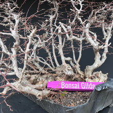 Lade das Bild in den Galerie-Viewer, Orientalische Hainbuche / Carpinus orientalis
