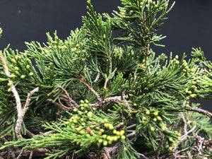 Sabina Wacholder / Juniperus sabina-Bonsai-Bonsai Gilde