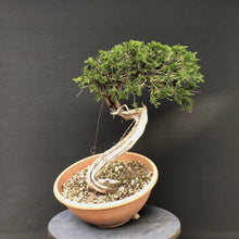 Lade das Bild in den Galerie-Viewer, Sabina Wacholder / Juniperus sabina-Bonsai-Bonsai Gilde
