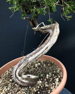 Sabina Wacholder / Juniperus sabina-Bonsai-Bonsai Gilde