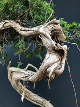 Lade das Bild in den Galerie-Viewer, Sabina Wacholder / Juniperus sabina-Bonsai-Bonsai Gilde
