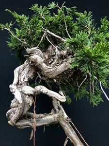 Sabina Wacholder / Juniperus sabina-Bonsai-Bonsai Gilde