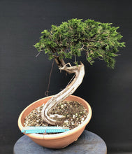 Lade das Bild in den Galerie-Viewer, Sabina Wacholder / Juniperus sabina-Bonsai-Bonsai Gilde
