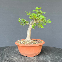 Lade das Bild in den Galerie-Viewer, Scharlach-Weissdorn (Rotdorn) / Crataegus coccinea 'Lutz'

