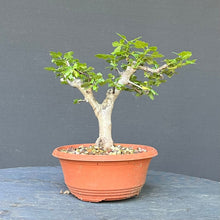 Lade das Bild in den Galerie-Viewer, Scharlach-Weissdorn (Rotdorn) / Crataegus coccinea 'Lutz'
