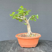 Lade das Bild in den Galerie-Viewer, Scharlach-Weissdorn (Rotdorn) / Crataegus coccinea 'Lutz'
