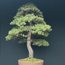 Lade das Bild in den Galerie-Viewer, Waldkiefer / Pinus sylvestris
