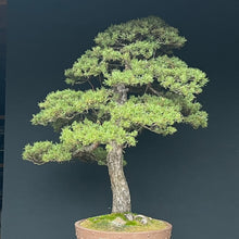 Lade das Bild in den Galerie-Viewer, Waldkiefer / Pinus sylvestris
