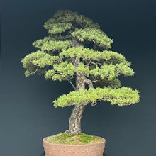 Lade das Bild in den Galerie-Viewer, Waldkiefer / Pinus sylvestris
