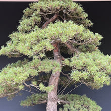 Lade das Bild in den Galerie-Viewer, Waldkiefer / Pinus sylvestris
