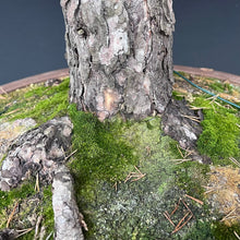Lade das Bild in den Galerie-Viewer, Waldkiefer / Pinus sylvestris
