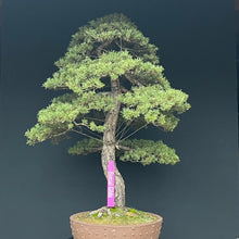 Lade das Bild in den Galerie-Viewer, Waldkiefer / Pinus sylvestris
