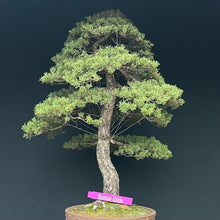 Lade das Bild in den Galerie-Viewer, Waldkiefer / Pinus sylvestris
